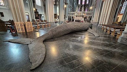 Der Gipsabdruck eines toten Wals liegt auf dem Boden des Xantener Doms
