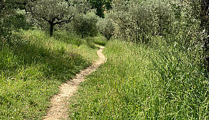 Weg durch die Landschaft