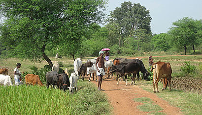 In einer indischen Landschaft mit Gras und Bäumen weiden abgemagerte Kühe, in der Bildmitte steht der Kuhhirte mit einem weißen Lendenschurz und einem Turban auf dem Kopf.