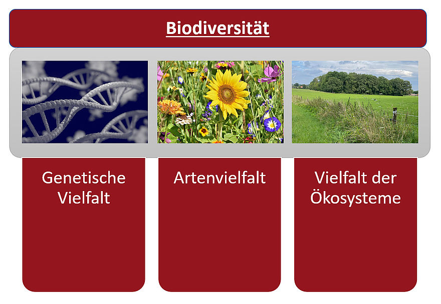 Schaubild zur Erklärung von Biodiversität mit drei Säulen: Genetische Vielfalt, Artenvielfalt, Vielfalt der Ökosysteme.
