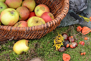 Auf dem Foto sind Materialien für einen Früchteteppich zu sehen wie Äpfel und Kastanien.